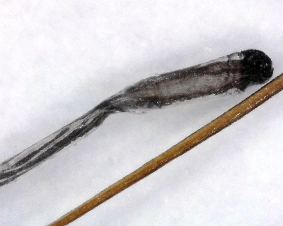 tukový mazotok na korienku vlasu (čierne) v porovnaní s normálnou časťou vlasu